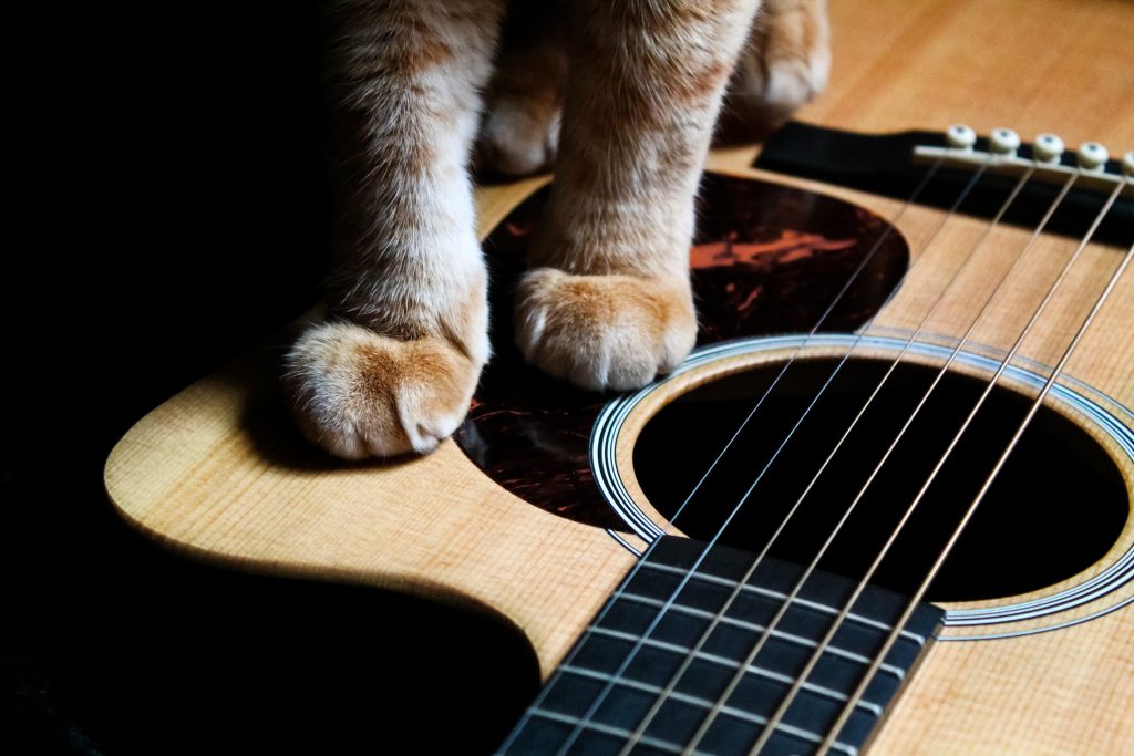 Cat with guitar